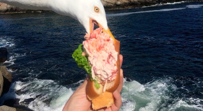 Seagull photobomb
