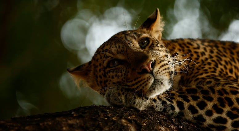 Skye Meaker, age 15, photographed this sleepy leopard in the Mashatu Game Reserve of Botswana. Due to habitat loss and illegal trade, leopards are now considered vulnerable. Skye Meaker, age 15, photographed this sleepy leopard in the Mashatu Game Reserve of Botswana. Due to habitat loss and illegal trade, leopards are now considered vulnerable.