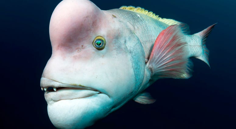 This male Asian sheepshead wrasse is looking for love off of Sado Island, Japan. He is intent on impressing females,and fending off rivals, which he will head-butt and bite. These individuals start out as females. This male Asian sheepshead wrasse is looking for love off of Sado Island, Japan. He is intent on impressing females,and fending off rivals, which he will head-butt and bite. These individuals start out as females.
