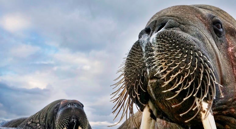 Having spotted walruses from his dinghy off the coastof Svalbard, Norway, photographer Valter Bernardeschi slipped into icy water to photograph them. He captured these young walruses with his camera on a float. Having spotted walruses from his dinghy off the coastof Svalbard, Norway, photographer Valter Bernardeschi slipped into icy water to photograph them. He captured these young walruses with his camera on a float.