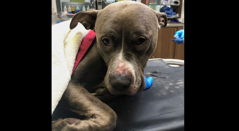 Vinny Pit Bull