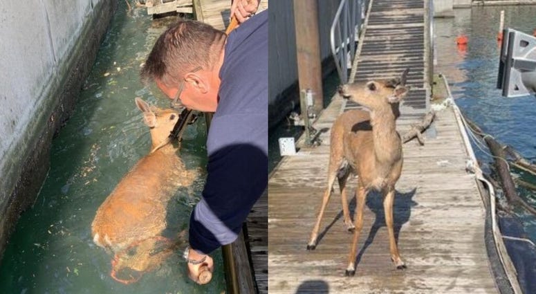 Police rescued a deer May 29, 2020, in the Chicago River near the 400 block of South Wacker Drive. Police rescued a deer May 29, 2020, in the Chicago River near the 400 block of South Wacker Drive.