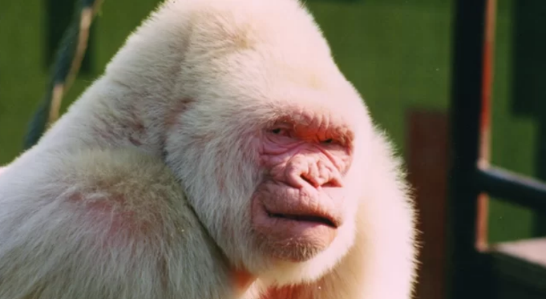 Albino Gorilla, Snowflake Albino Gorilla, Snowflake