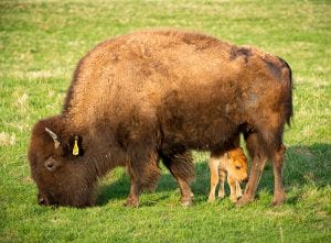 The Fermilab bison herd welcomed its first baby this season on April 20. The Fermilab bison herd welcomed its first baby this season on April 20.
