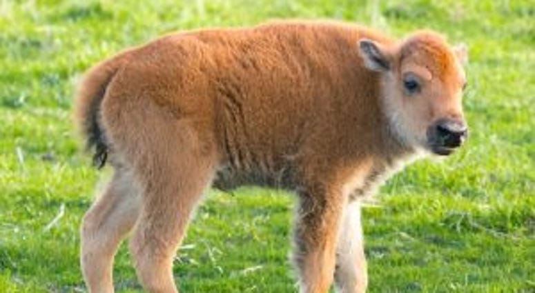 The Fermilab bison herd welcomed its first baby this season on April 20. The Fermilab bison herd welcomed its first baby this season on April 20.