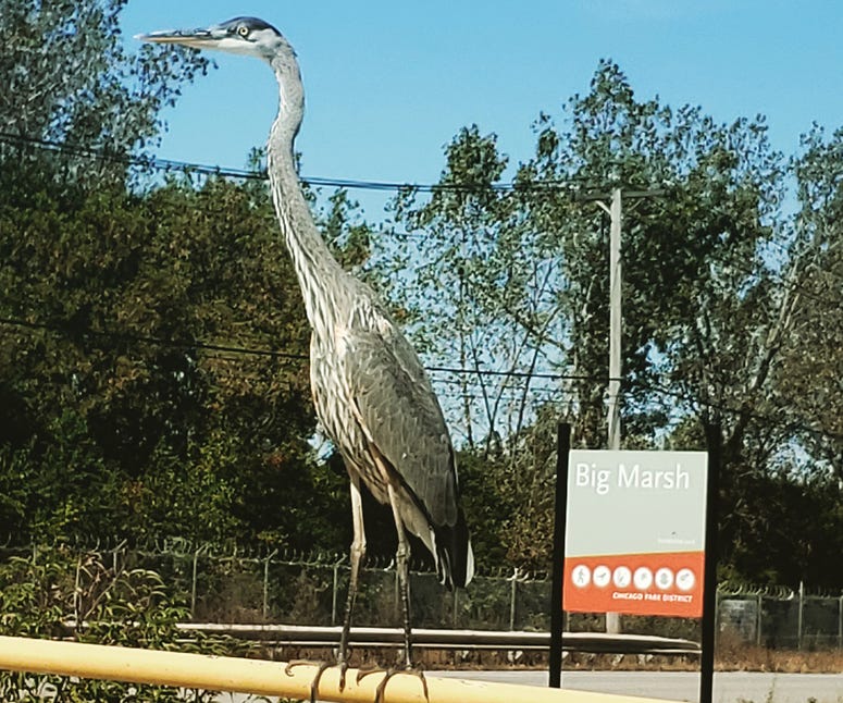 Big Marsh Big Marsh