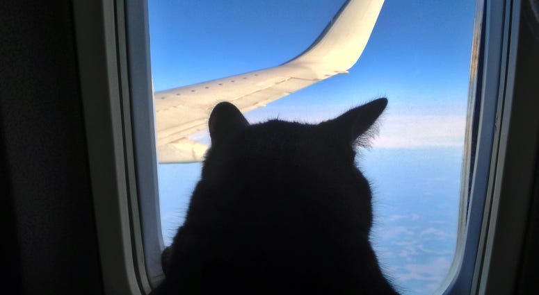 Pets, Service Animals, Planes