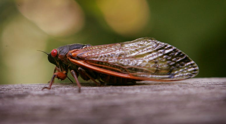 17 Year Cicada