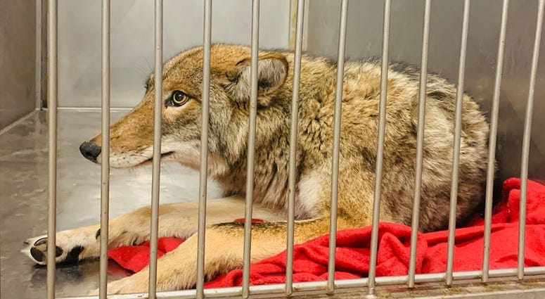 A coyote was in the care of Chicago Animal Care and Control after being tranquilized on Jan. 9, 2020. A coyote was in the care of Chicago Animal Care and Control after being tranquilized on Jan. 9, 2020.