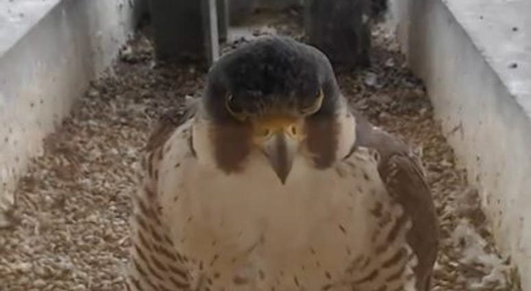 Falcons At Evanston Public Library