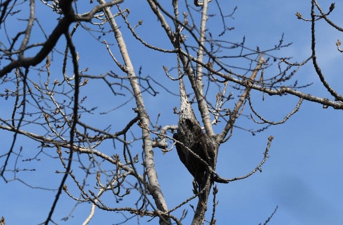 Strangled Heron Joliet