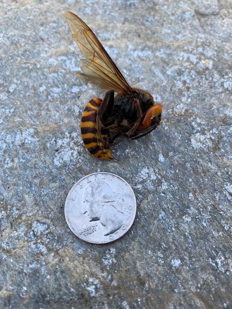 Giant Asian Hornet