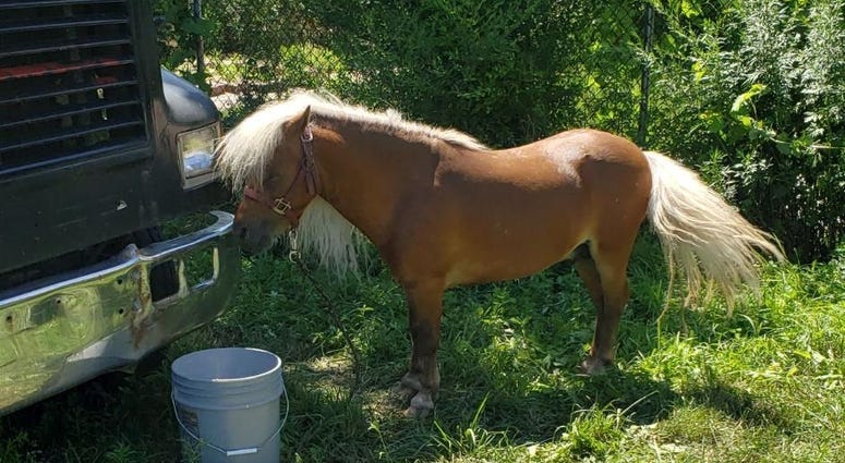 Abandoned Mini Horse