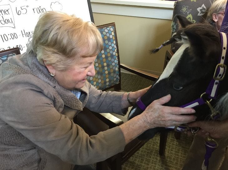 Merciful Minis Therapy Horses