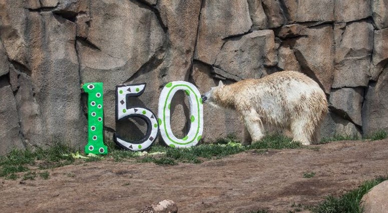 Polar bears received special enrichment for the zoo's 150th anniversary.