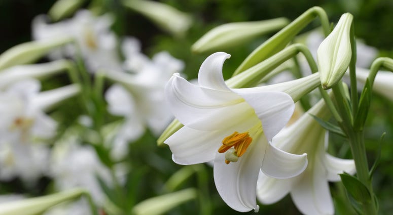 Lilies