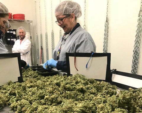 Marijuana moves through the cultivation process on a conveyor. Cresco Labs marijuana cultivation conveyor