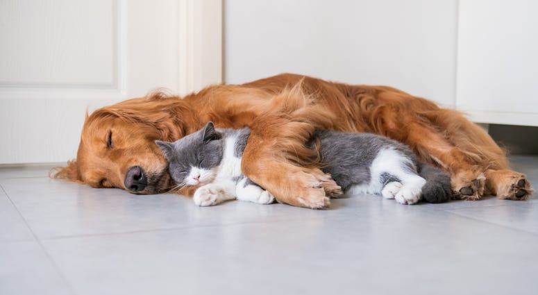 Pets Generic