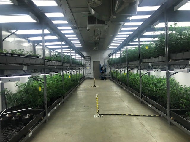 The grow room at Cresco Labs. The grow room at Cresco Labs.