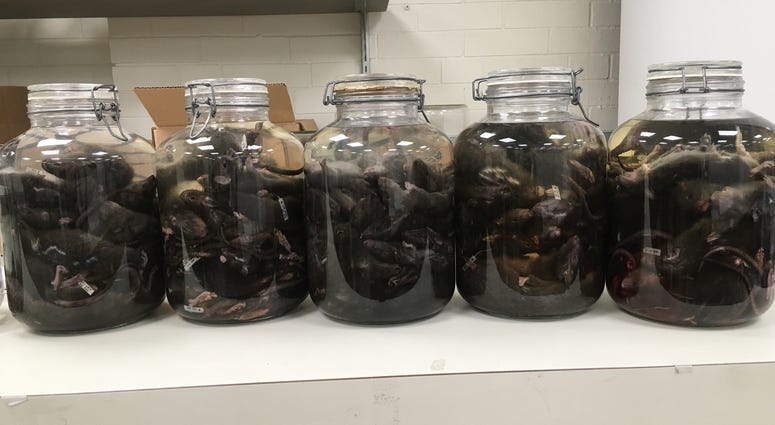 For the past year, the Urban Wildlife Institute at Lincoln Park Zoo has been studying 200 dead city rats.