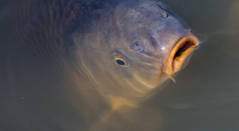 Carp Carp
