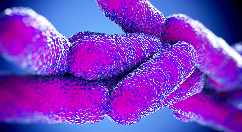 Legionella Pneumophila Bacteria, illustration work in high details Legionella Pneumophila Bacteria, illustration work in high details