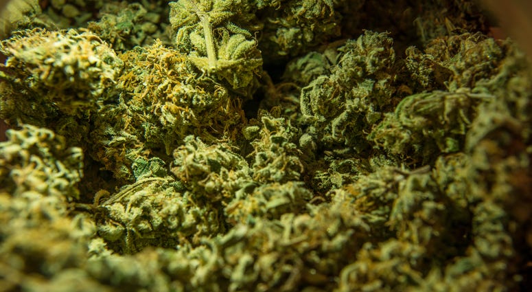 Marijuana Referendum Marijuana Referendum