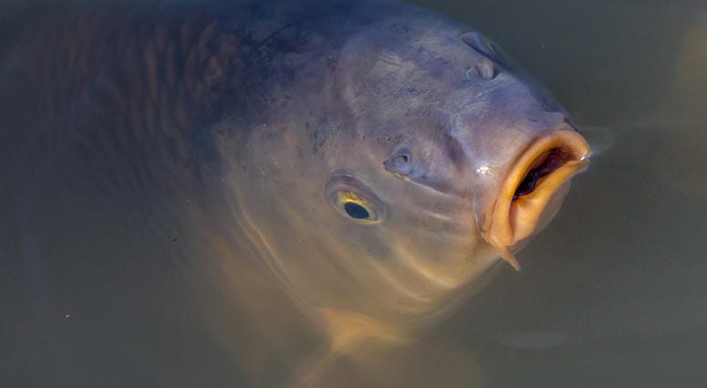 Carp Carp