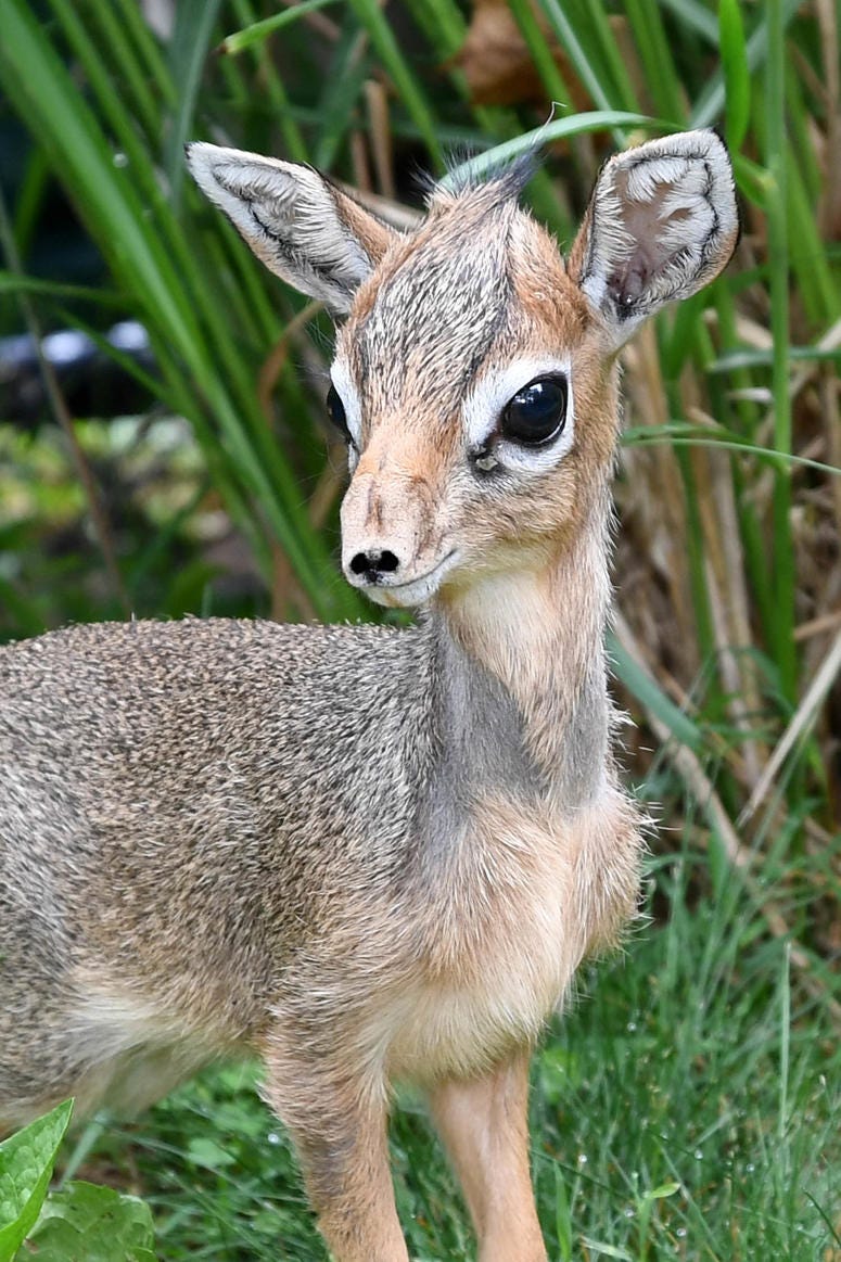 A Kirk’s dik-dik, one of the smallest antelope species in the world, was born at Brookfield Zoo.