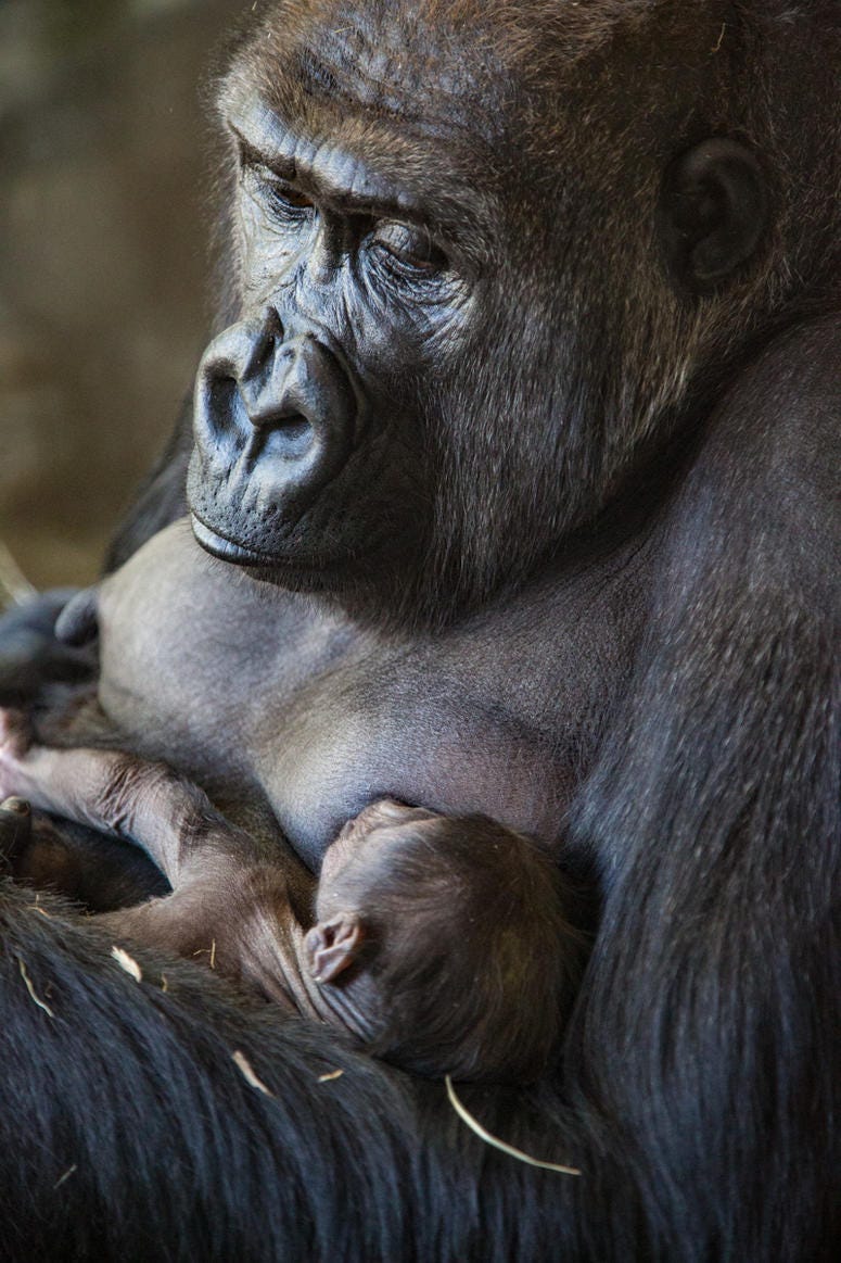Lincoln Park Zoo western lowland gorilla Rollie received a very special Mother’s Day gift: a male infant born on May 12 at Regenstein Center for African Apes. Lincoln Park Zoo western lowland gorilla Rollie received a very special Mother’s Day gift: a male infant born on May 12 at Regenstein Center for African Apes.
