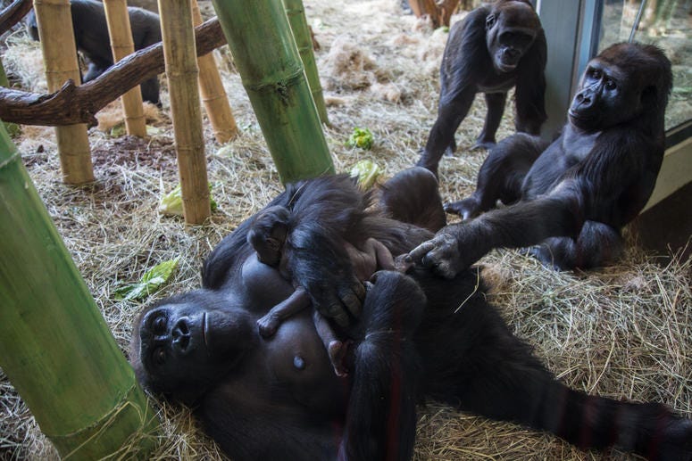 Lincoln Park Zoo western lowland gorilla Rollie received a very special Mother’s Day gift: a male infant born on May 12 at Regenstein Center for African Apes. Lincoln Park Zoo western lowland gorilla Rollie received a very special Mother’s Day gift: a male infant born on May 12 at Regenstein Center for African Apes.