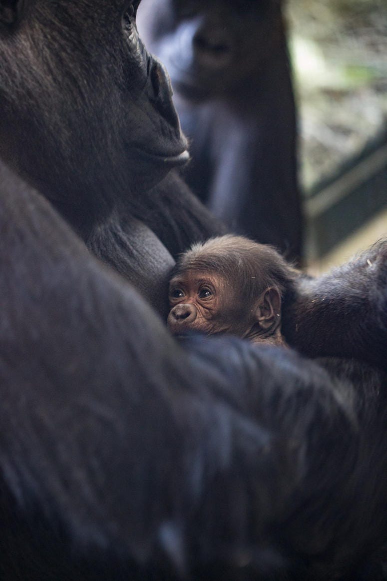Lincoln Park Zoo western lowland gorilla Rollie received a very special Mother’s Day gift: a male infant born on May 12 at Regenstein Center for African Apes. Lincoln Park Zoo western lowland gorilla Rollie received a very special Mother’s Day gift: a male infant born on May 12 at Regenstein Center for African Apes.