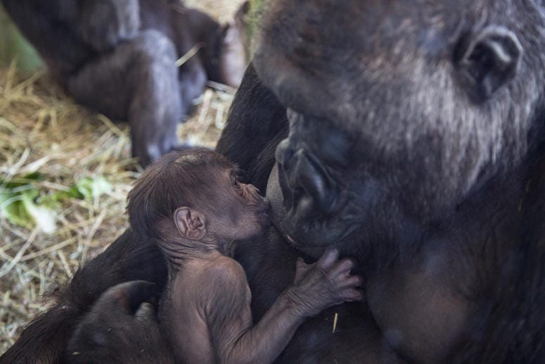 Lincoln Park Zoo western lowland gorilla Rollie received a very special Mother’s Day gift: a male infant born on May 12 at Regenstein Center for African Apes. Lincoln Park Zoo western lowland gorilla Rollie received a very special Mother’s Day gift: a male infant born on May 12 at Regenstein Center for African Apes.