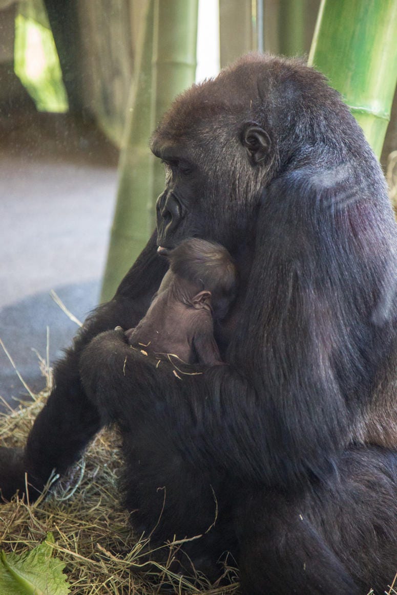 Lincoln Park Zoo western lowland gorilla Rollie received a very special Mother’s Day gift: a male infant born on May 12 at Regenstein Center for African Apes. Lincoln Park Zoo western lowland gorilla Rollie received a very special Mother’s Day gift: a male infant born on May 12 at Regenstein Center for African Apes.