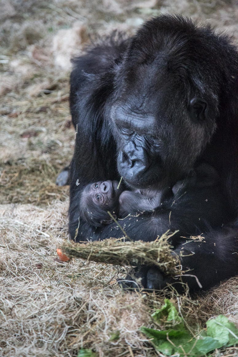 Lincoln Park Zoo’s western lowland gorilla troop welcomed another new face June 12 at Regenstein Center for African Apes! Bana, 24, gave birth to a healthy infant, exactly one month after the arrival of a male infant, born to female Rollie, May 12. Lincoln Park Zoo’s western lowland gorilla troop welcomed another new face June 12 at Regenstein Center for African Apes! Bana, 24, gave birth to a healthy infant, exactly one month after the arrival of a male infant, born to female Rollie, May 12.