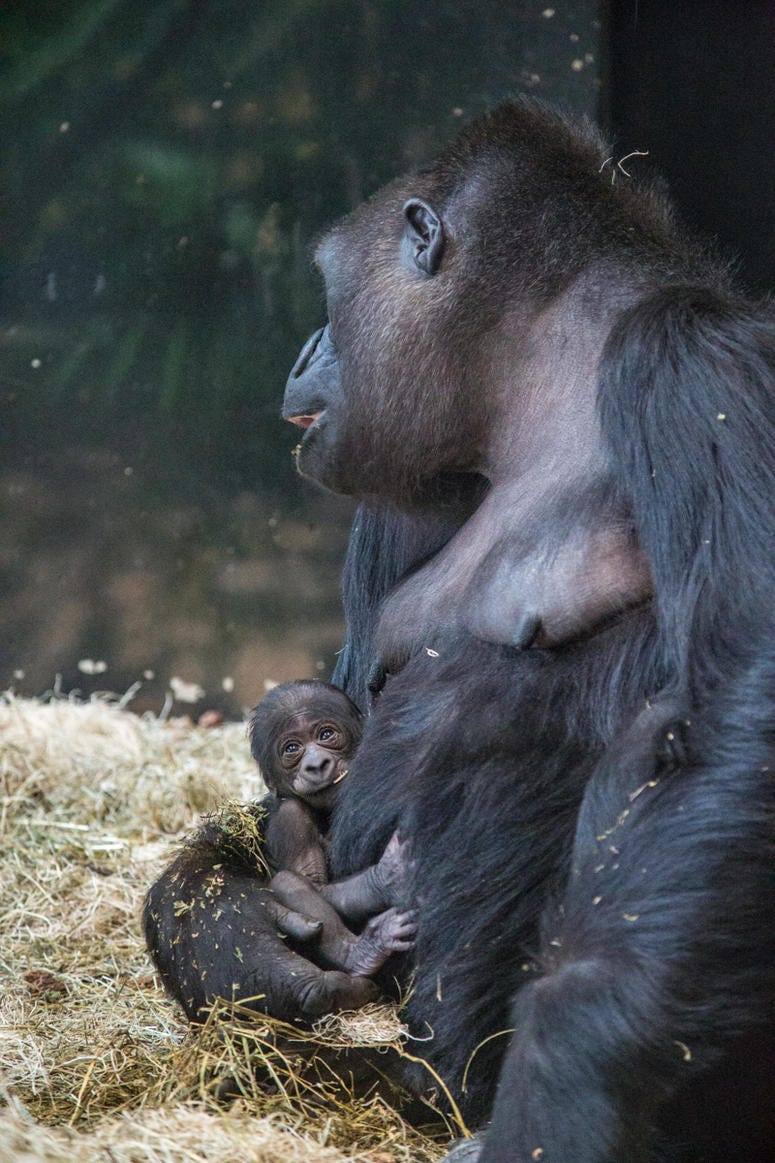 Lincoln Park Zoo’s western lowland gorilla troop welcomed another new face June 12 at Regenstein Center for African Apes! Bana, 24, gave birth to a healthy infant, exactly one month after the arrival of a male infant, born to female Rollie, May 12. Lincoln Park Zoo’s western lowland gorilla troop welcomed another new face June 12 at Regenstein Center for African Apes! Bana, 24, gave birth to a healthy infant, exactly one month after the arrival of a male infant, born to female Rollie, May 12.