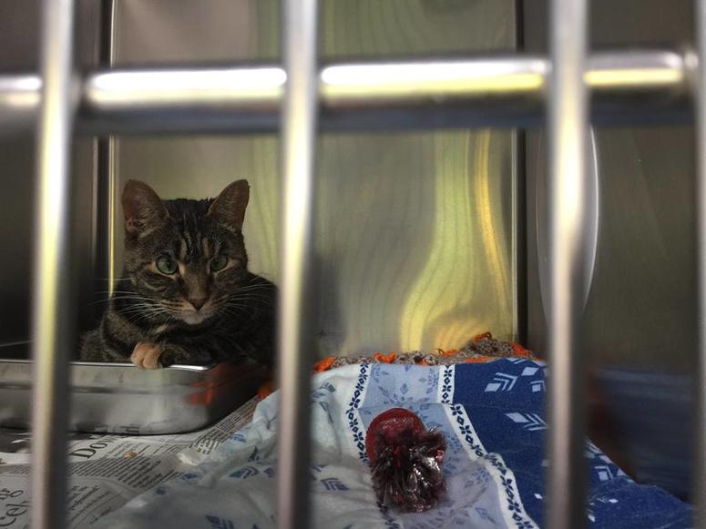 PAWS Chicago Hurricane Michael rescue