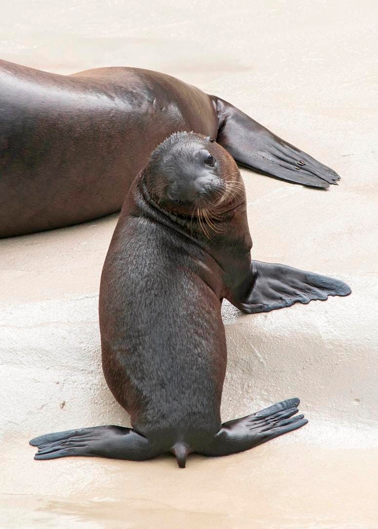 Charger, a month-old California sea lion pup made his public debut at Brookfield Zoo. He can be seen exploring his habitat at the zoo’s Pinniped Point. Charger, a month-old California sea lion pup made his public debut at Brookfield Zoo. He can be seen exploring his habitat at the zoo’s Pinniped Point.