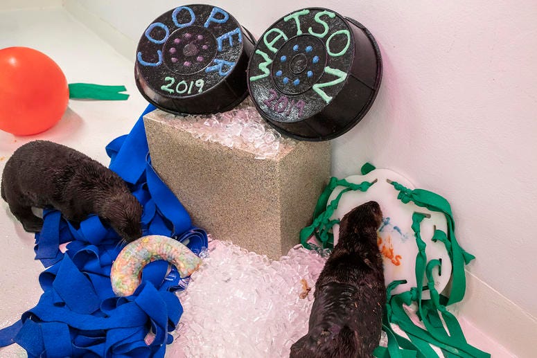 The Shedd Aquarium announced Monday that after a week and a half of voting, the two rescued sea otter pup have official names. The Shedd Aquarium announced Monday that after a week and a half of voting, the two rescued sea otter pup have official names.