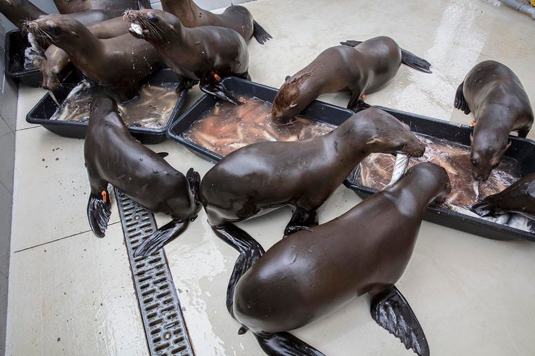 Feeding time for the for malnourished California sea lion pups at CIMWI. Feeding time for the for malnourished California sea lion pups at CIMWI.