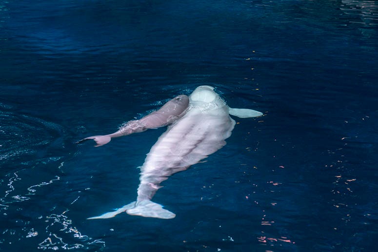 The Shedd Aquarium announced Thursday that Mauyak, a 38-year-old beluga whale gave birth to a healthy calf on Wednesday, July 3 at 7:23 p.m. The Shedd Aquarium announced Thursday that Mauyak, a 38-year-old beluga whale gave birth to a healthy calf on Wednesday, July 3 at 7:23 p.m.