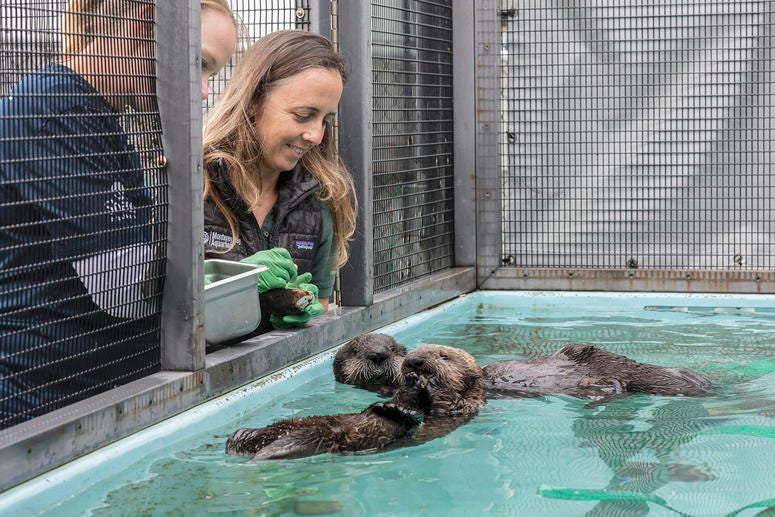 The Shedd Aquarium announced Thursday that it has taken in two orphaned southern sea otter pups that were rescued by California's Monterey Bay Aquarium. The Shedd Aquarium announced Thursday that it has taken in two orphaned southern sea otter pups that were rescued by California's Monterey Bay Aquarium.