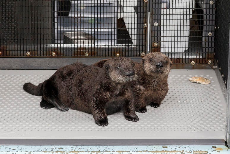 The Shedd Aquarium announced Thursday that it has taken in two orphaned southern sea otter pups that were rescued by California's Monterey Bay Aquarium. The Shedd Aquarium announced Thursday that it has taken in two orphaned southern sea otter pups that were rescued by California's Monterey Bay Aquarium.