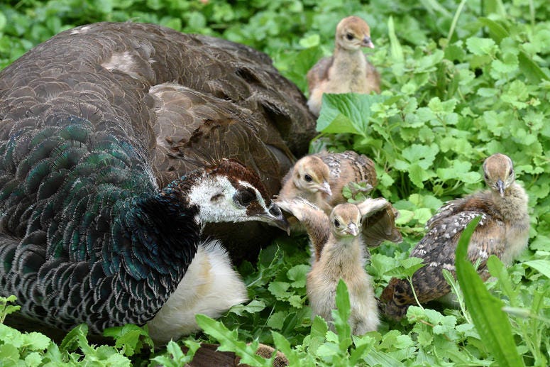 Peafowl chicks with mom Gouda at Brookfield Zoo. Peafowl chicks with mom Gouda at Brookfield Zoo.