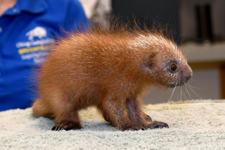 A baby prehensile-tailed porcupine was born at Brookfield Zoo on July 2. https://wbbm780.radio.com/articles/porcupette-baby-porcupine-born-brookfield-zoo
