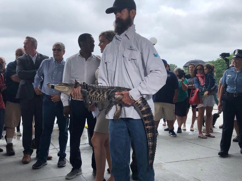 Frank Robb, an alligator expert with the alligator captured in the Humboldt Park lagoon Frank Robb, an alligator expert with the alligator captured in the Humboldt Park lagoon