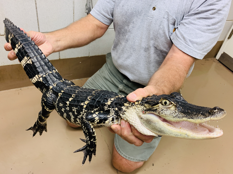 Chicago police found an alligator, several guns and drugs Monday during a search of an Albany Park home on the Northwest Side Chicago police found an alligator, several guns and drugs Monday during a search of an Albany Park home on the Northwest Side