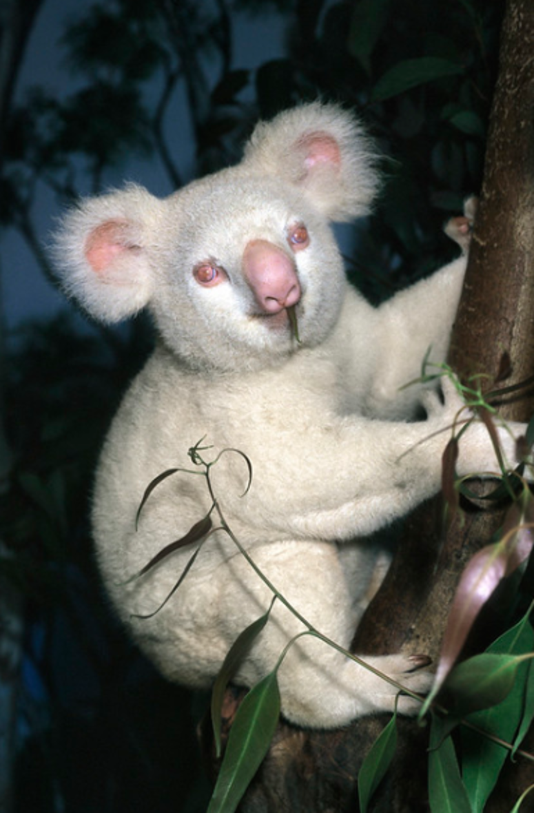 Albino Koala, Onya-Birri Albino Koala, Onya-Birri