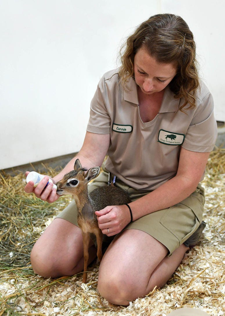 A Kirk’s dik-dik is being handreared at Brookfield Zoo.