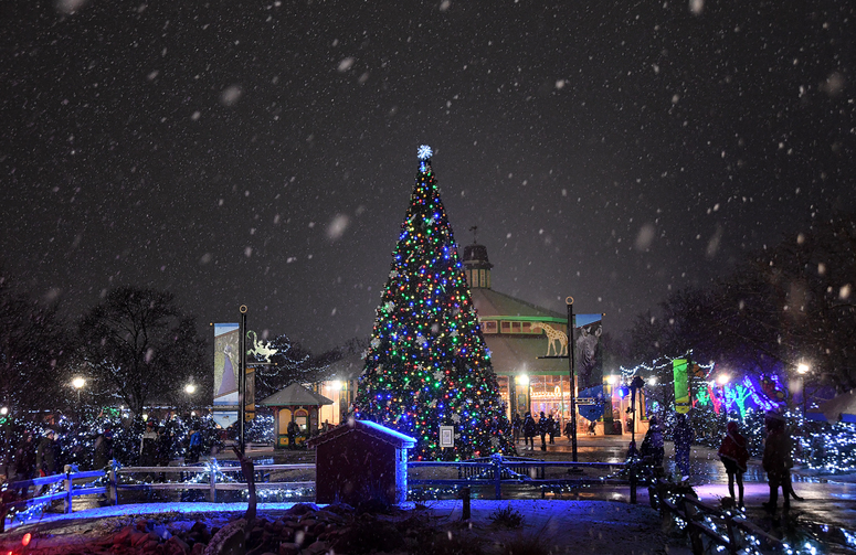 A 41-foot-tall Talking Tree near the north entrance greets guests to Brookfield Zoo’s Holiday Magic. A 41-foot-tall Talking Tree near the north entrance greets guests to Brookfield Zoo’s Holiday Magic.